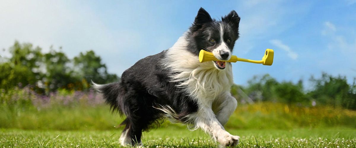 Лучшая экшн-камера для домашних животных: 8 идей для игр с Insta360 GO 3S, X4 и другими!